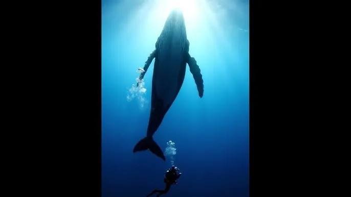 农夫电影 首页 - 深蓝星球：探索海洋深处的未知世界